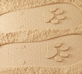 Paw Print Flip Flops
